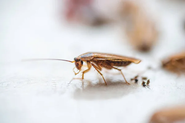 Makro Foto Brun Kackerlacka Med Stor Mustasch — Stockfoto