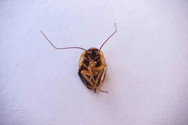 Makro Foto Kackerlacka Nära Håll — Stockfoto