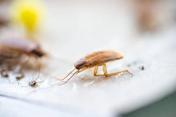 Barata Rastejando Até Isca Remédio Para Parasitas Armadilha Para Baratas — Fotografia de Stock