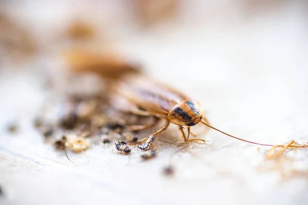 Kackerlacka Kryper Mot Betet Botemedel Mot Parasiter Fällor För Kackerlackor — Stockfoto