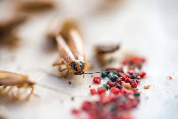 Cucaracha Arrastrándose Hasta Cebo Remedio Para Parásitos Trampa Para Cucarachas — Foto de Stock