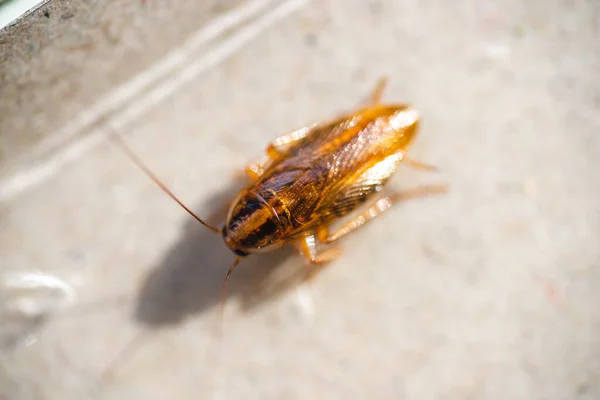 Big Fat Cockroach Close — Stock Photo, Image