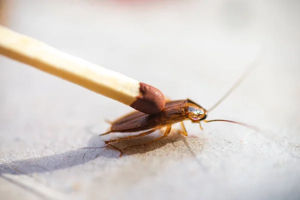 Cucaracha Aplastada Con Una Cerilla —  Fotos de Stock