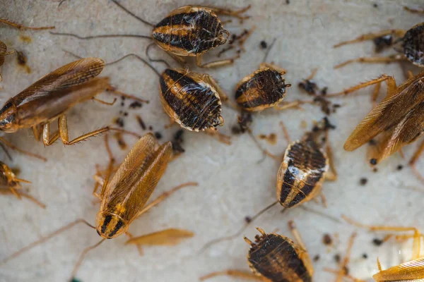 Baratas Rastejam Uma Armadilha Com Isca Baratas Caíram Uma Armadilha — Fotografia de Stock