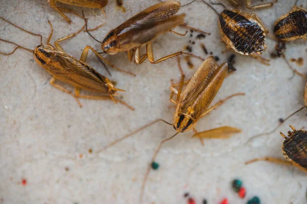 Las Cucarachas Arrastran Hacia Una Trampa Con Cebo Las Cucarachas — Foto de Stock