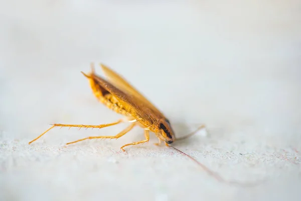 Makro Fotografie Švába Zblízka Vynikající Kvalitě Kontrola Škůdců — Stock fotografie