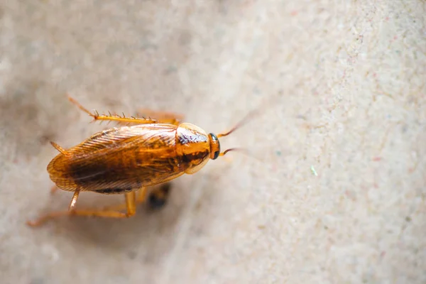 優れた品質でゴキブリのクローズアップのマクロ写真 害虫駆除 — ストック写真