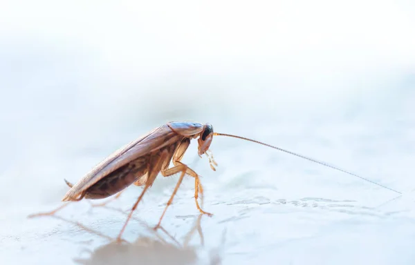 家の中の大きなゴキブリのマクロ写真 — ストック写真