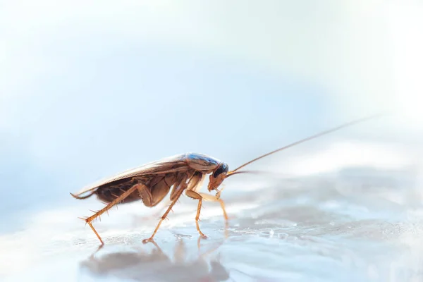 家の中の大きなゴキブリのマクロ写真 — ストック写真