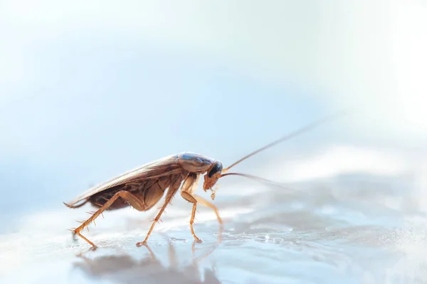 Macro Photo Large Cockroach House — Stock Photo, Image