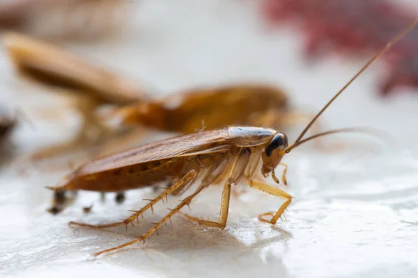 Macro Foto Van Een Kakkerlak Close — Stockfoto