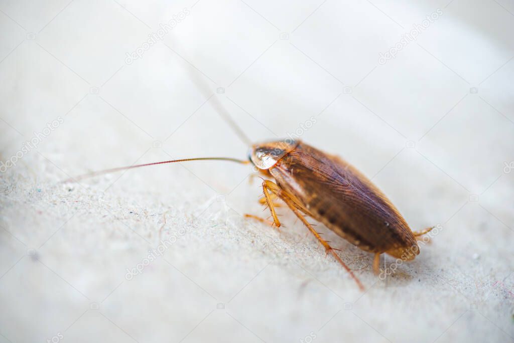 Big, fat cockroach close up