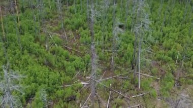 Baharda eski çam ağaçları ve ölü ormanın kuş bakışı manzarası. Eski ormandaki genç ağaçlar