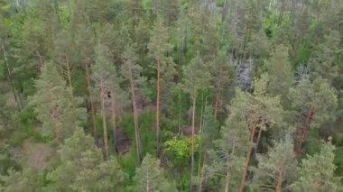 Baharda eski çam ağaçları ve ölü ormanın kuş bakışı manzarası. Eski ormandaki genç ağaçlar