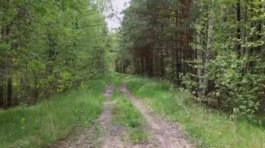 Bulutlu bir günde, baharda ağaçların arasında bir kuadrokopterle çam ormanında uçmak. Bir kuadrokopterin üzerinde uçuyorlar.