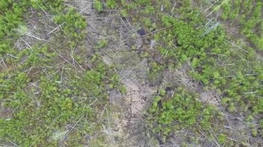 Bahar mevsiminde devrilmiş ağaçların, su birikintilerinin, domuz izlerinin olduğu bataklık bir bölgenin manzarası.