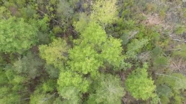 Bahar mevsiminde devrilmiş ağaçların, su birikintilerinin, domuz izlerinin olduğu bataklık bir bölgenin manzarası.