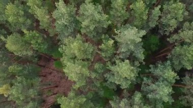 Bahar Genel Planı 'nda karışık ormanın yüksekliğinden bak. Rusya kadar yüksek huş ve çam ağaçları