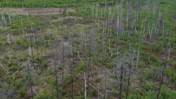 从鸟瞰的角度来看春天枯死的森林和老松树 老林中的幼树 — 图库视频影像