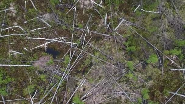 Vue Oeil Oiseau Sur Forêt Morte Avec Vieux Pins Printemps — Video