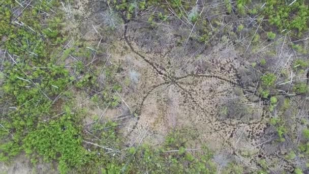 Utsikt Från Höjden Ett Träskområde Med Fallna Träd Pölar Vildsvinsspår — Stockvideo