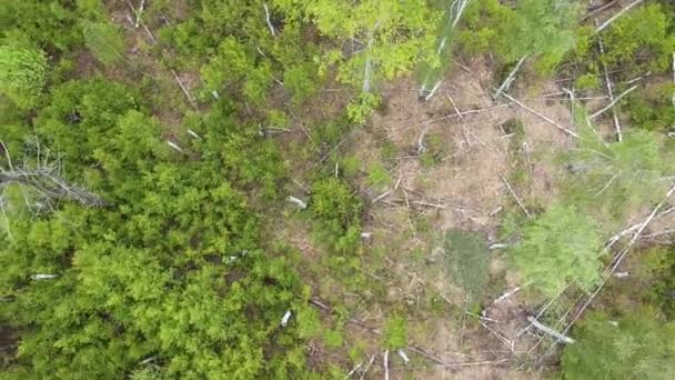 Kilátás Madártávlatból Halott Erdőkre Öreg Fenyőfákkal Tavasszal Fiatal Fák Öreg — Stock videók