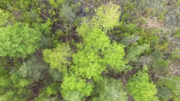 从鸟瞰的角度来看春天枯死的森林和老松树 老林中的幼树 — 图库视频影像