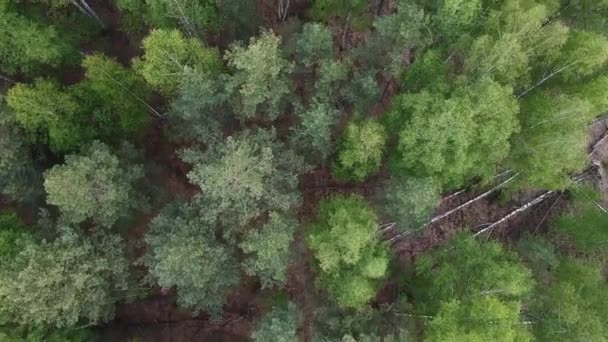 Вид Высоты Смешанного Леса Весеннему Генеральному Плану Береза Сосны Высотой — стоковое видео