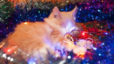 Kedi, Noel oyuncaklarının ve parlayan ışıkların arasında yatıyor..