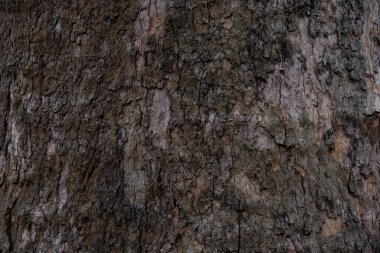 Bir ağacın koyu kabuğunun harika dokusu.