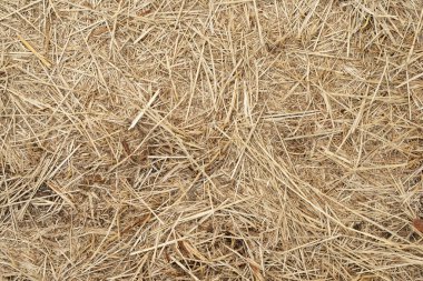 Ezilmiş kuru otların makro dokusu, güneşte saman.