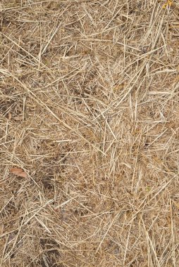 Ezilmiş kuru otların makro dokusu, güneşte saman.