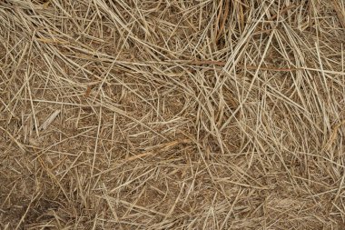 Ezilmiş kuru otların makro dokusu, güneşte saman.