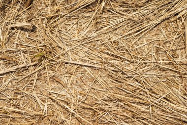 Ezilmiş kuru otların makro dokusu, güneşte saman.