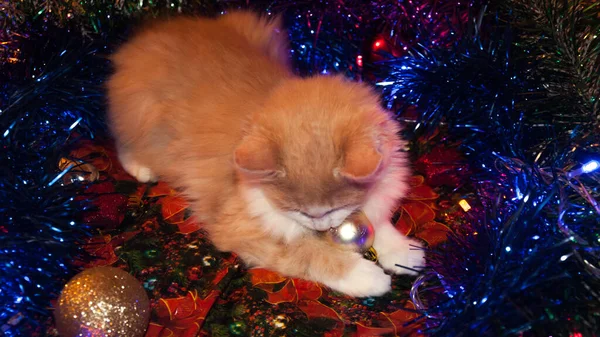 Gato Está Acostado Los Juguetes Navidad — Foto de Stock