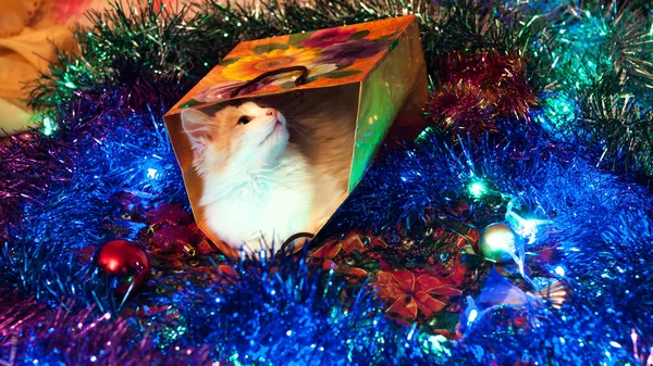 Ginger Gatito Sentado Paquete Entre Los Juguetes Navidad Guirnaldas — Foto de Stock