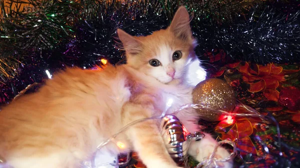 Gato Está Acostado Los Juguetes Navidad Las Luces Brillantes — Foto de Stock