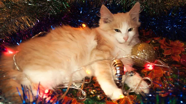 Gato Está Acostado Los Juguetes Navidad Las Luces Brillantes — Foto de Stock