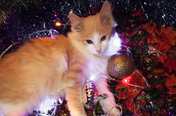 Kedi, Noel oyuncaklarının ve parlayan ışıkların arasında yatıyor..