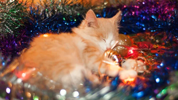 Macska Ott Fekszik Karácsonyi Játékokban Izzó Fényekben — Stock Fotó