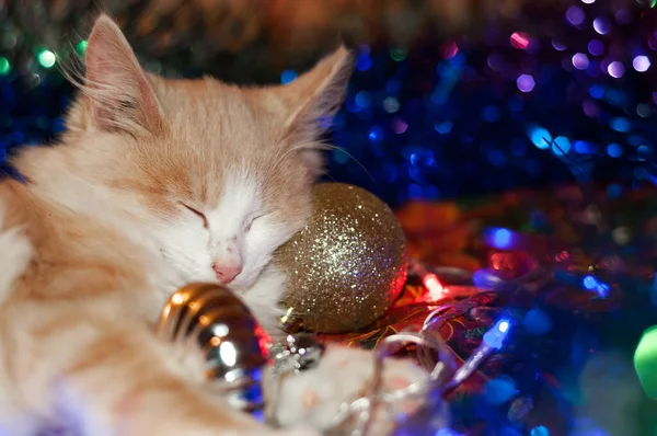 Gato Está Acostado Los Juguetes Navidad Las Luces Brillantes — Foto de Stock