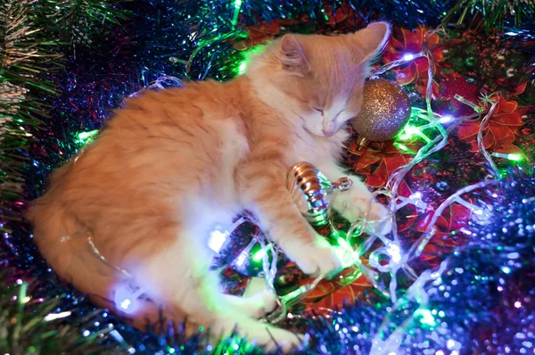 Gato Está Acostado Los Juguetes Navidad Las Luces Brillantes — Foto de Stock