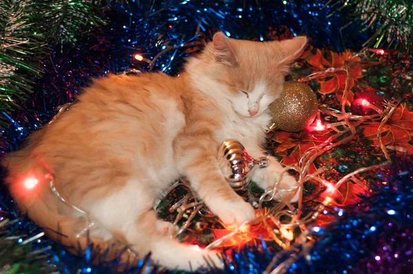 Gato Está Acostado Los Juguetes Navidad Las Luces Brillantes — Foto de Stock