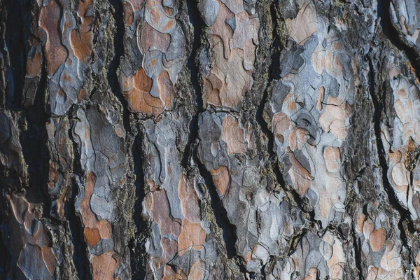 Makro Struktur Tall Bark Närbild — Stockfoto