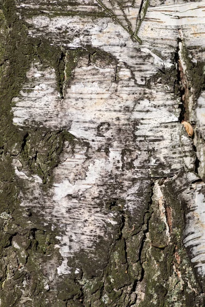 白樺の樹皮のマクロな質感 — ストック写真