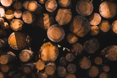 Birçok çam kütüğünün üst üste yığılmış dokusu..
