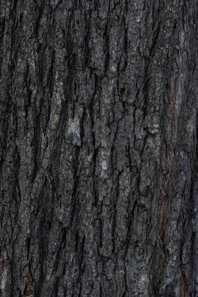 Υφή Του Φλοιού Του Δέντρου — Φωτογραφία Αρχείου