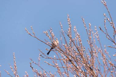 tit sits on branches at sunset in spring