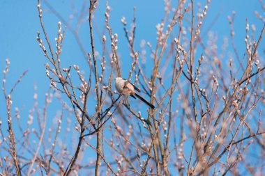 tit sits on branches at sunset in spring