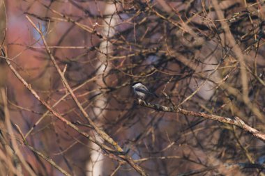tit sits on branches at sunset in spring
